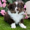 504768231_hd Rosie