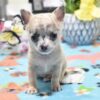 504784935_hd Milo