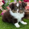 504807048_hd Rosie
