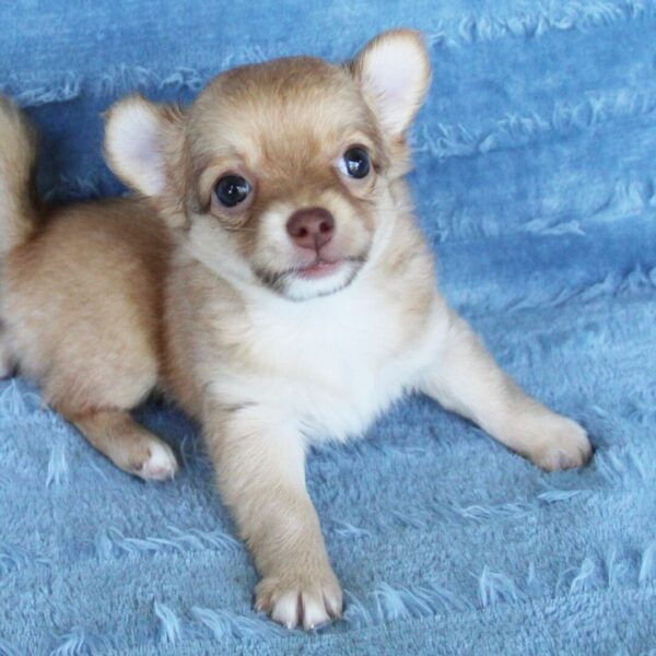 Bruno