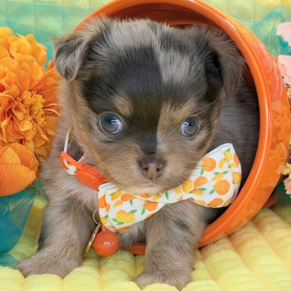 504847372_hd Puppia