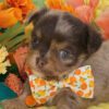 504847374_hd Puppia