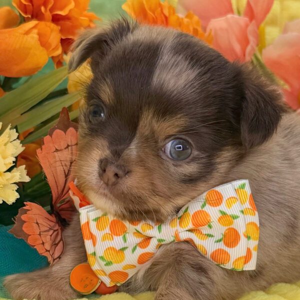 504847374_hd Puppia