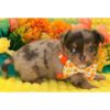 504847375_hd Puppia
