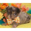 504847376_hd Puppia