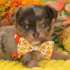 504847377_hd Puppia