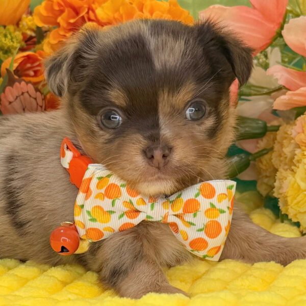 504847377_hd Puppia