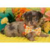 504847378_hd Puppia