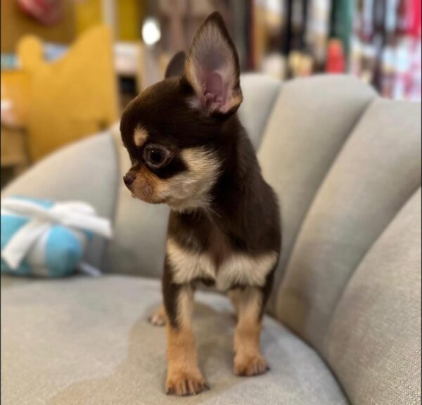 Daisy