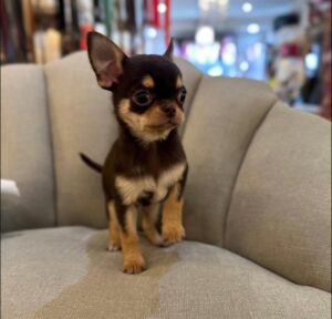 connecticut chihuahua breeders