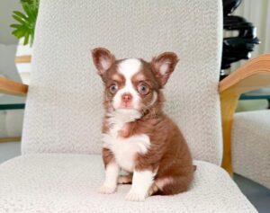 Teddy (2) Teddy