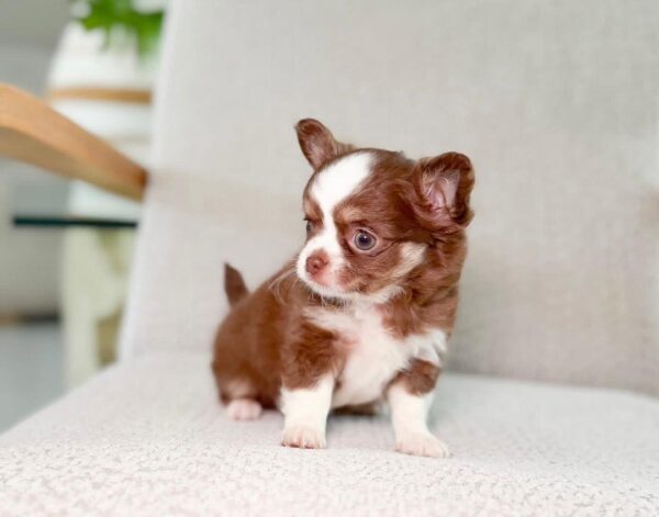 Teddy