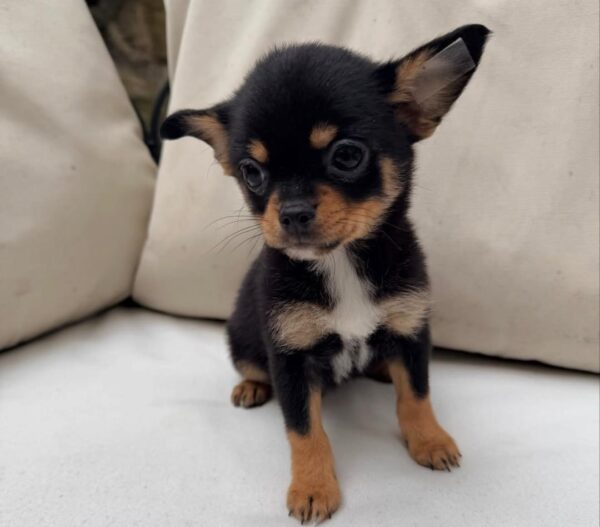 Bella