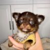 Milo