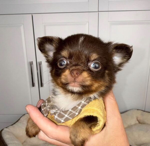 Milo