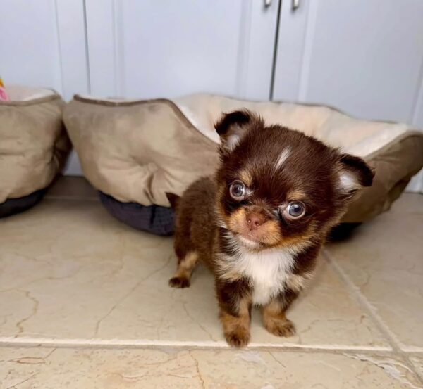 Milo