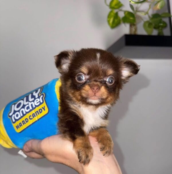 Milo