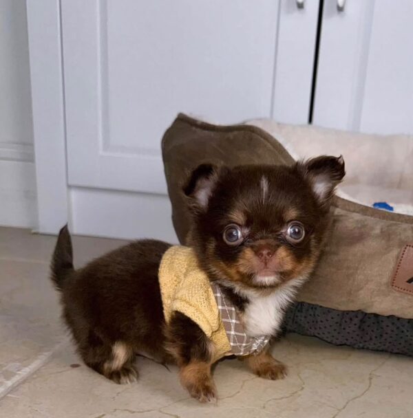 Milo