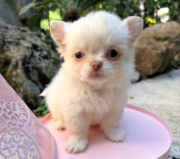 zoey (1) Zoey