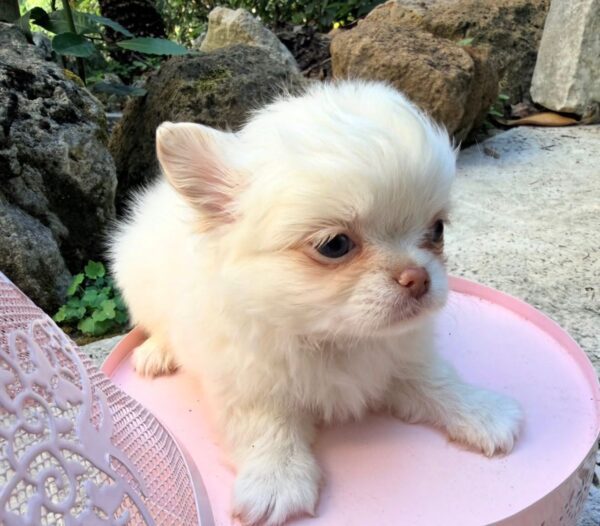zoey (3) Zoey